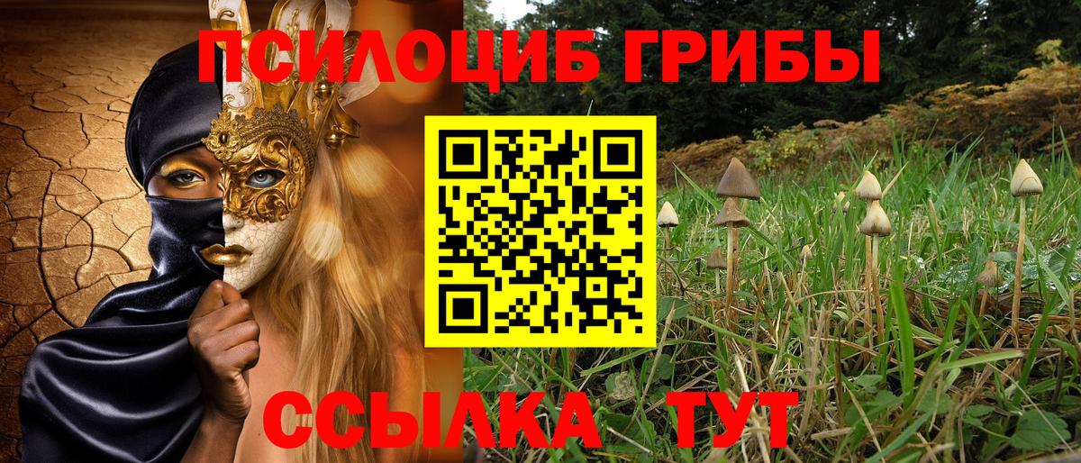 Псилоцибиновые грибы Psilocybe Саратов